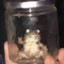 Jar_Frog