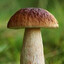 гриб чтоли?