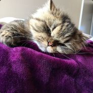 nzes - steam id 76561197965615920