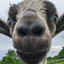 Goatee