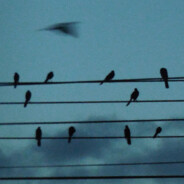 cd /finch