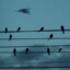 cd /finch