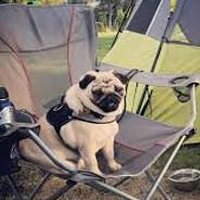 Puggie ¯\_(ツ)_/¯