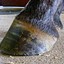 HorseHoof