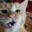 Chedar Bob