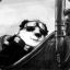 panda pilot