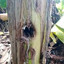 ALYAS BIRADOR NG PUNO NG SAGING