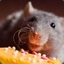 Mouse eating cake