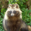 TuxedoTanuki