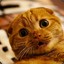 пердящий кот