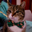 FunnyCat