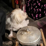 罗密欧与猪过夜