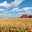 Field