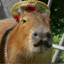 _SaCApiBArA_