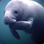 manatea