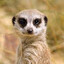TotalledMeerkat