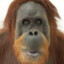 Mr. Orangutang