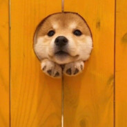 超级甜甜软软草莓味一捏就会哼唧唧的小丑黄