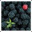 Blackberry