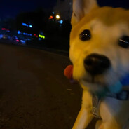 大黄老鼠皮卡丘