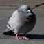 Pigeon Hacker