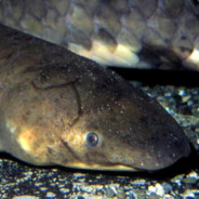 Lobefish