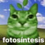Fotossintese