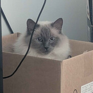 Ancat's avatar