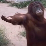 青春猪头学长不会梦到