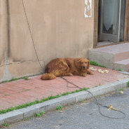 吃鸡大神皮卡丘