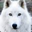 WhiteWolf