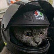 阿里嘎多美羊羊桑