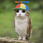 meowl