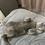 吊大精浓敢日韩红