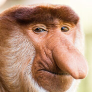 Monkey avatar