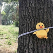 谁说这豆角老了