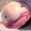 leaollb