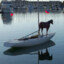 horse on a boat