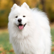 ⓈⒶⓂⓄⓎⒺⒹ