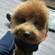 醋溜土豆絲இдஇ