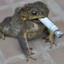 tode