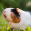 Txikie Guinea