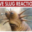 Slug