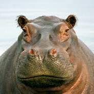Hippo