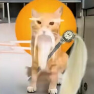 一只猫