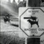 ChainsawZS
