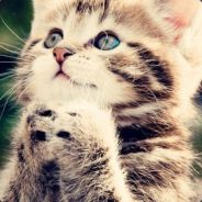 全国低智人口普查