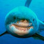 the shark