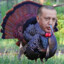 Erdogubble