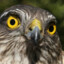 The_flying_sparrowhawk